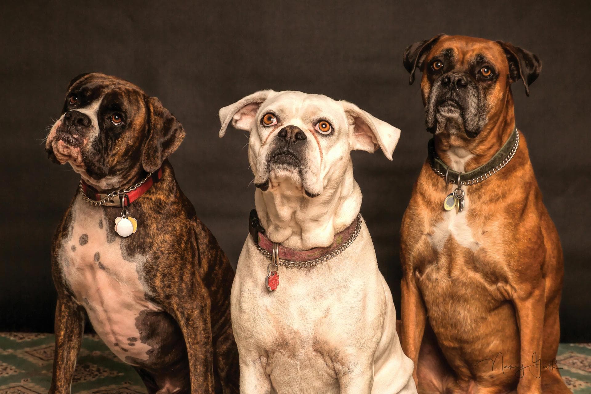 Three boxer dogs sitting together