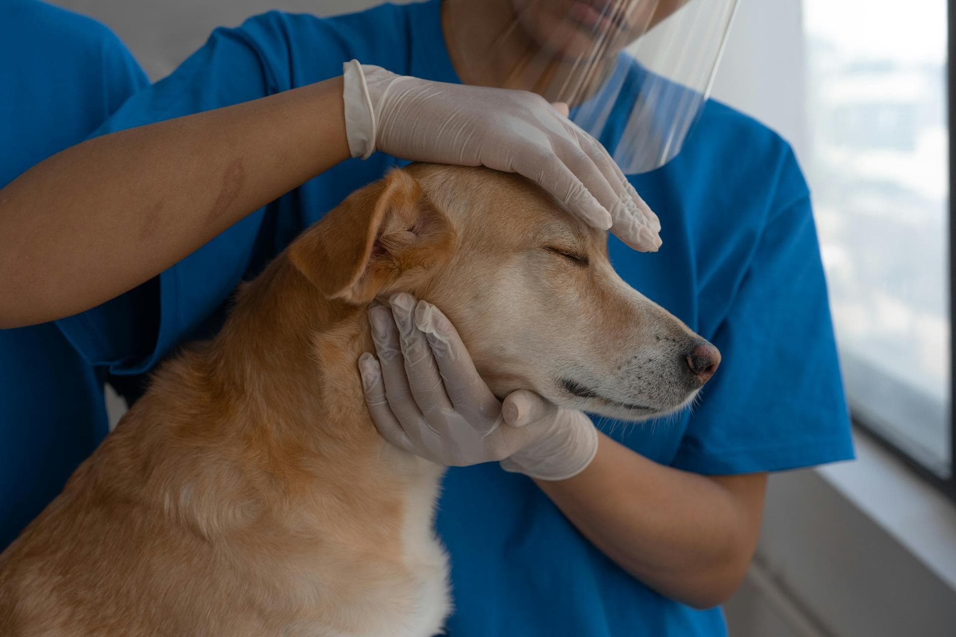 Best Vets in Spiro