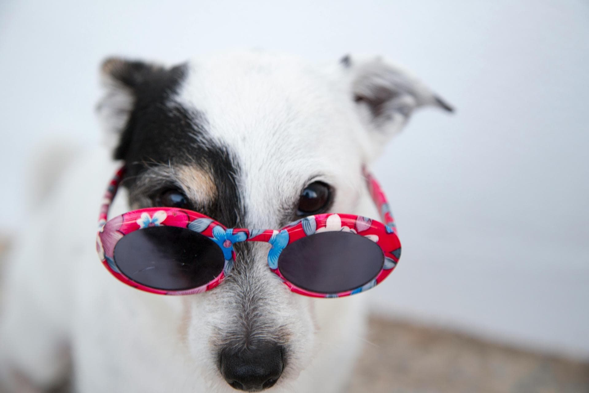 Dog & Cat Vets in Guymon