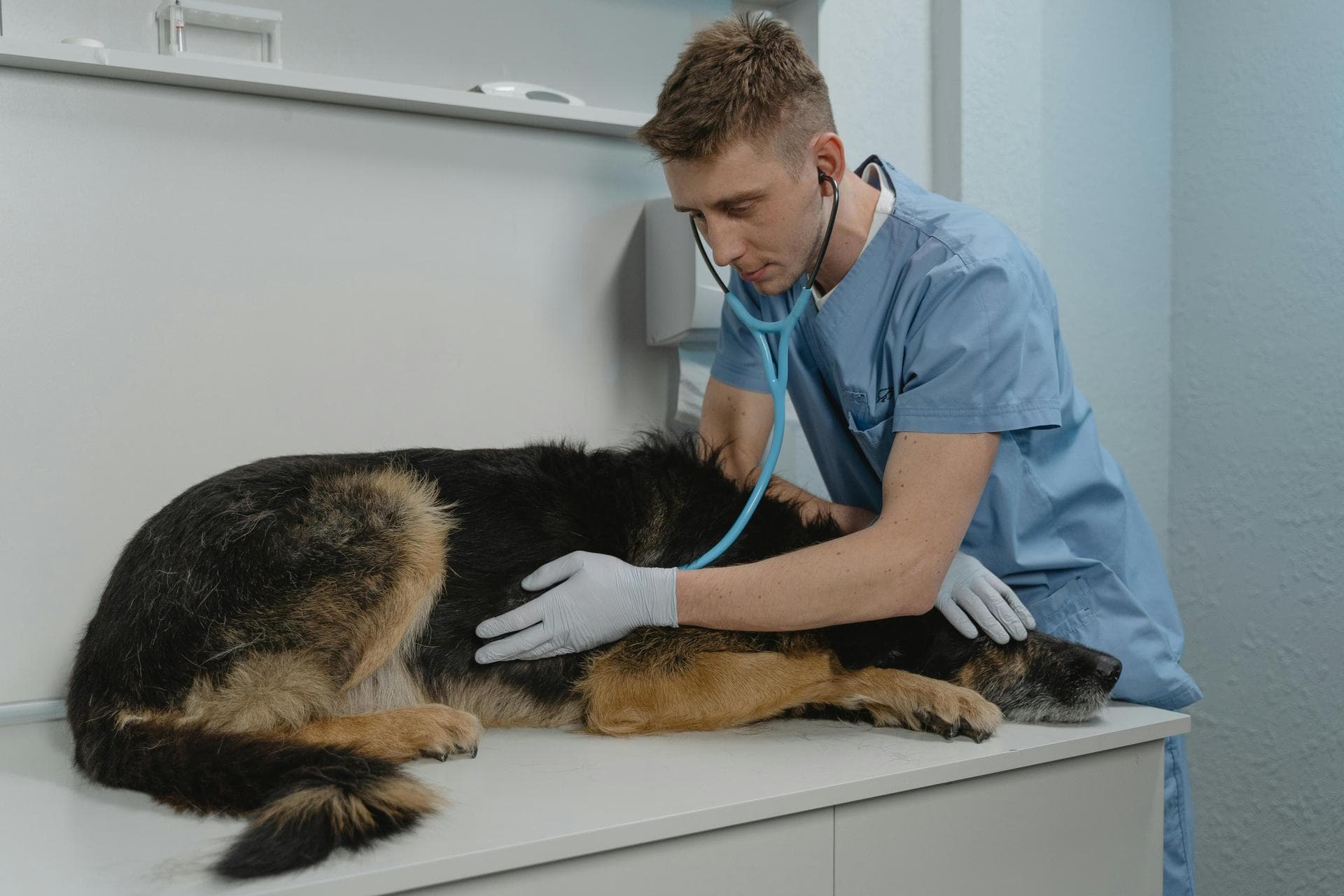 Best Vets in Bethany