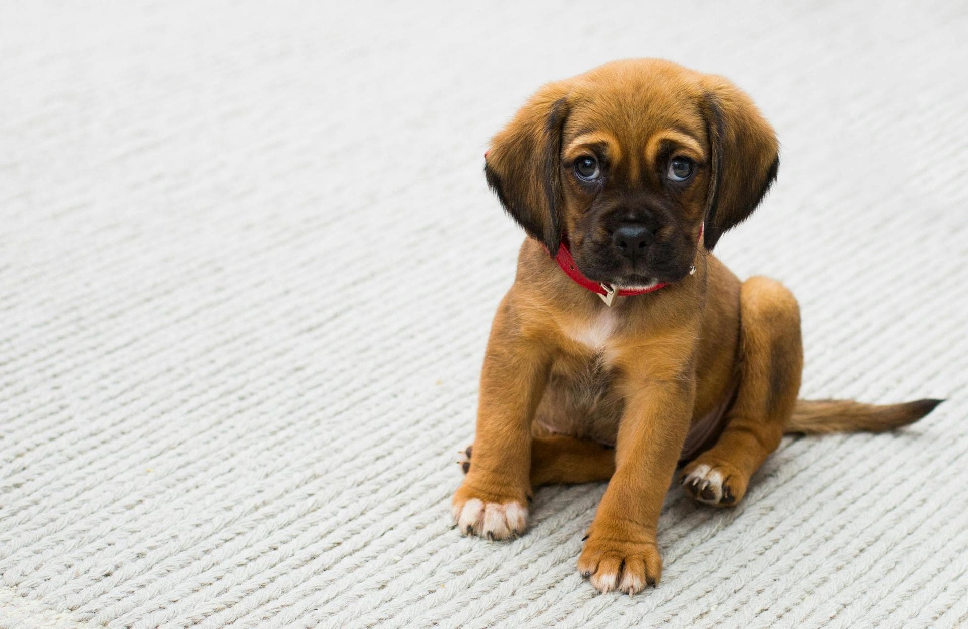 Dog & Cat Vets in Bixby