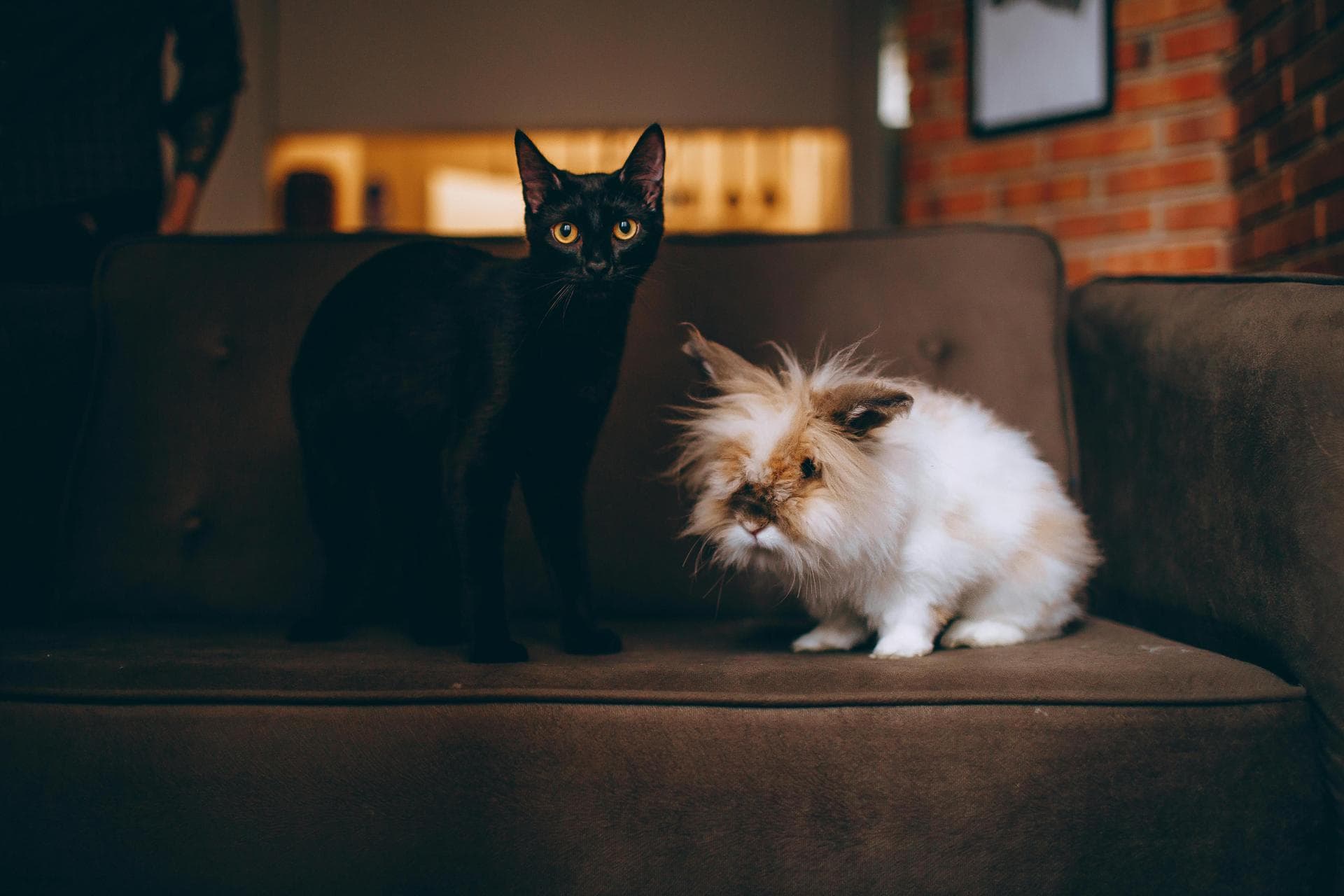 Dog & Cat Vets in Wewoka